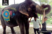 India Day Tour Elephants Jaipur