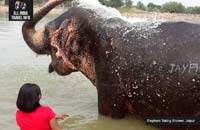 India Day Tour Elephants Jaipur